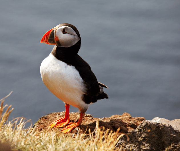 Puffins